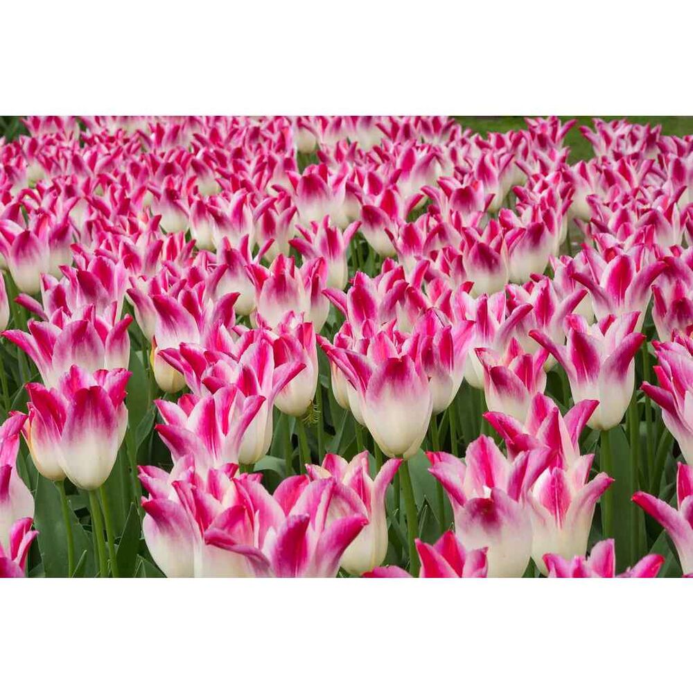 Tulppaani Whispering Dream