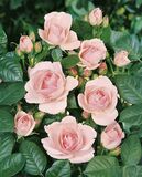 Ruusu Astrid Lindgren, astiakoko 3,5L