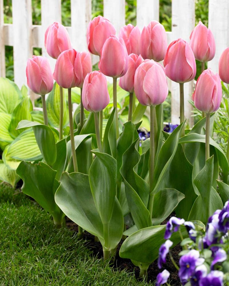 Tulppaani Mystic Van Eijk