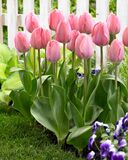 Tulppaani Mystic Van Eijk, 50 sipulia/pussi