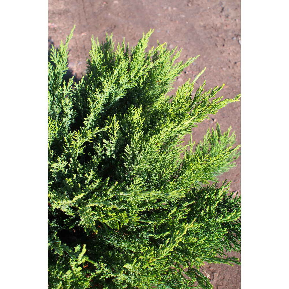 Rohtokataja 'Tamariscifolia'