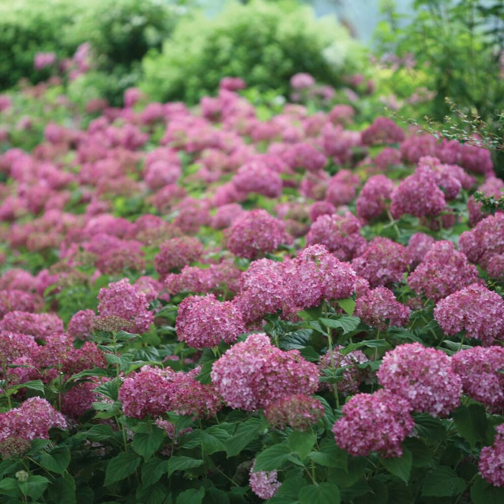 Pallohortensia Bellaragazza Mauvette