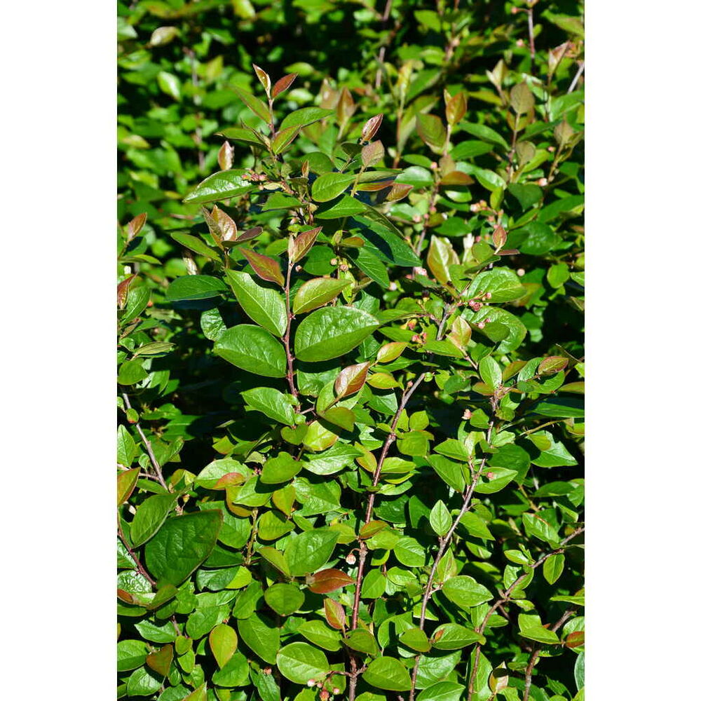 Kiiltotuhkapensas