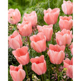 Tulppaani Bella Blush, 50 sipulia/pussi