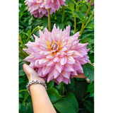 Daalia Strawberry Ice 1 kpl/pussi
