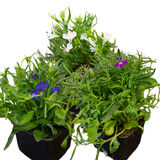 Lobelia 9 cm ruukussa