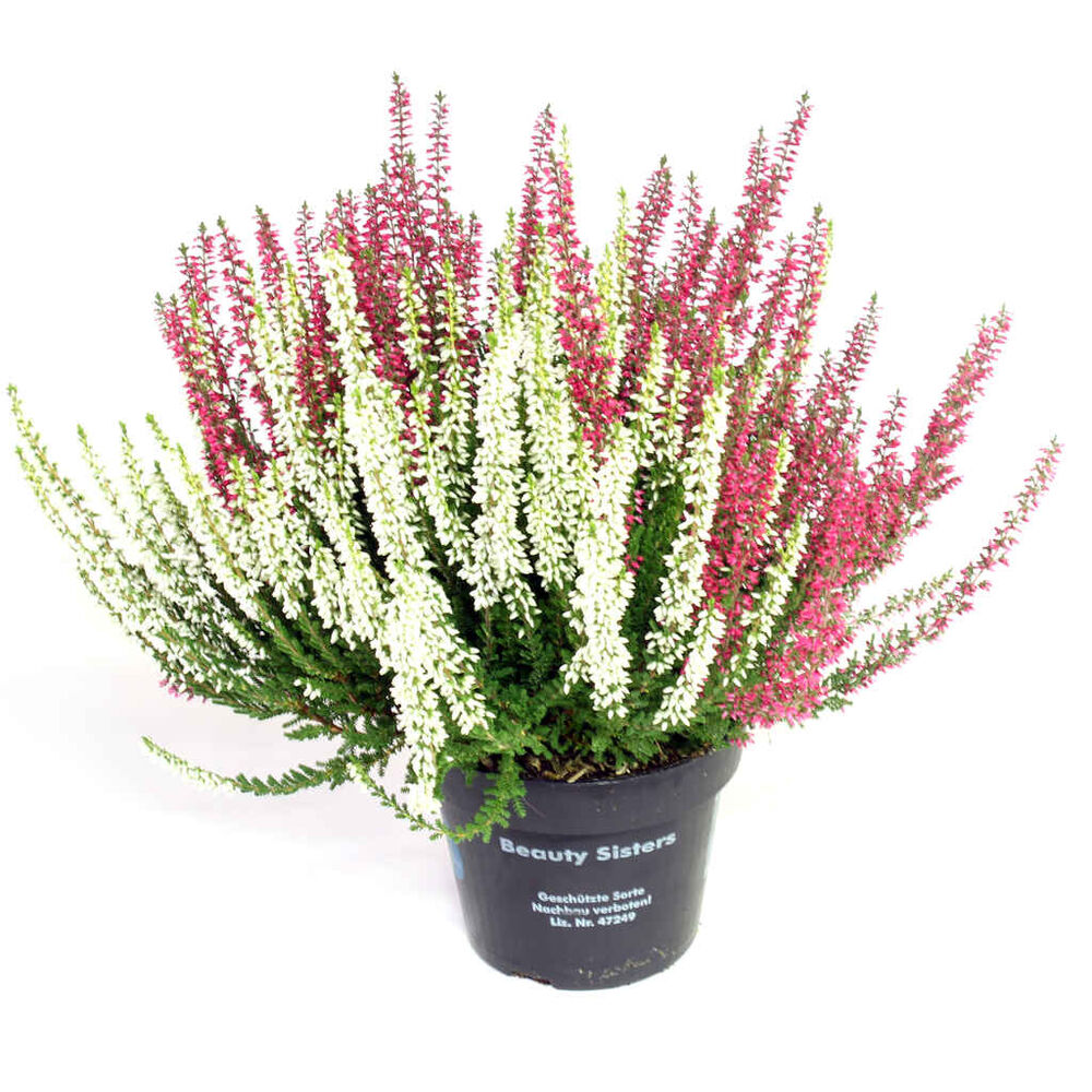 Calluna Twins