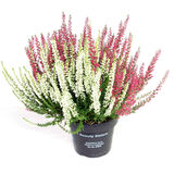 Calluna Twins 12 cm