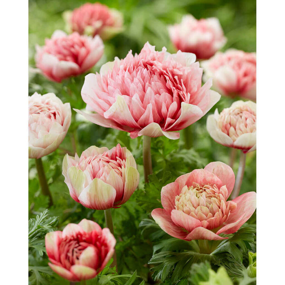 kruunuvuokko 'Peony Red and White'