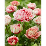 Kruunuvuokko Peony Red and White 8kpl/pussi