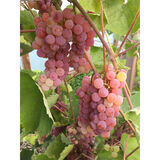 Viiniköynnös Somerset Seedless, astiakoko 2L