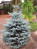 Sinikuusi Baby Blue, myyntikorkeus 80-100 cm