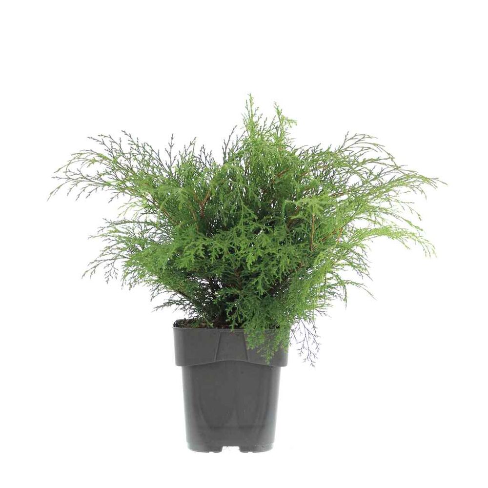 Tuivio 20-30 cm