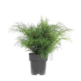 Tuivio, myyntileveys 20-30cm