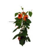 Mustasilmäsusanna pyramidi 12 cm ruukussa