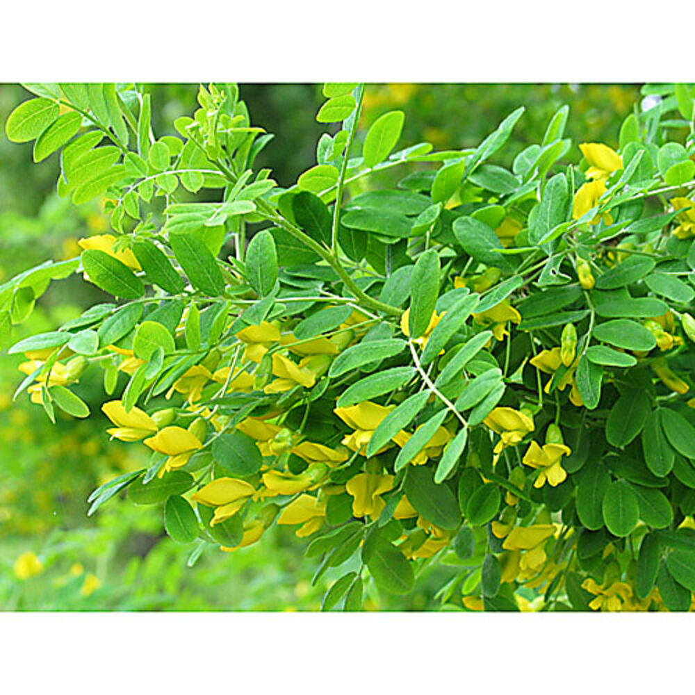 Siperianhernepensas