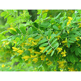 Siperianhernepensas, astiakoko 3L