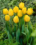 Tulppaani Golden Apeldoorn, 50 sipulia/pussi