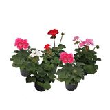 Pelargoni 12 cm ruukussa