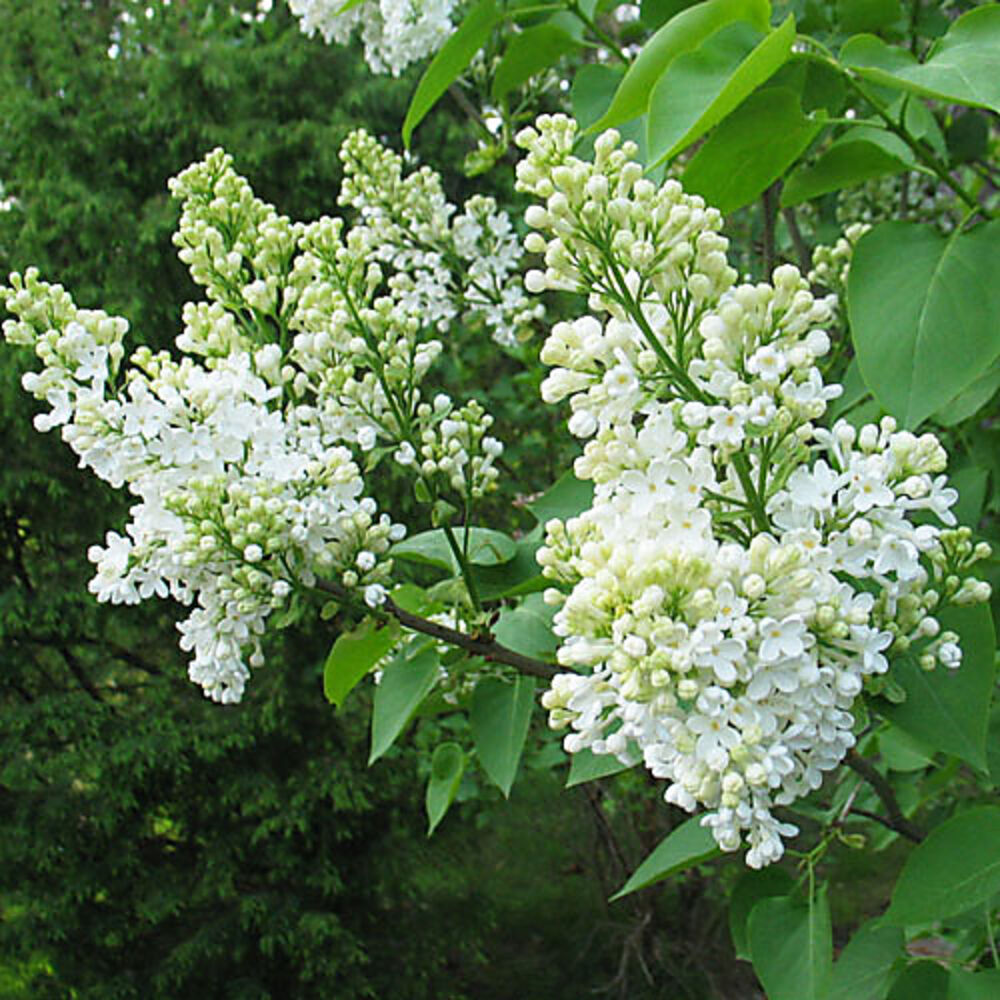 Pihasyreeni valkoinen
