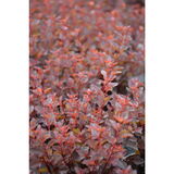 Purppuraheisiangervo Spicy Devil®, astiakoko 3L