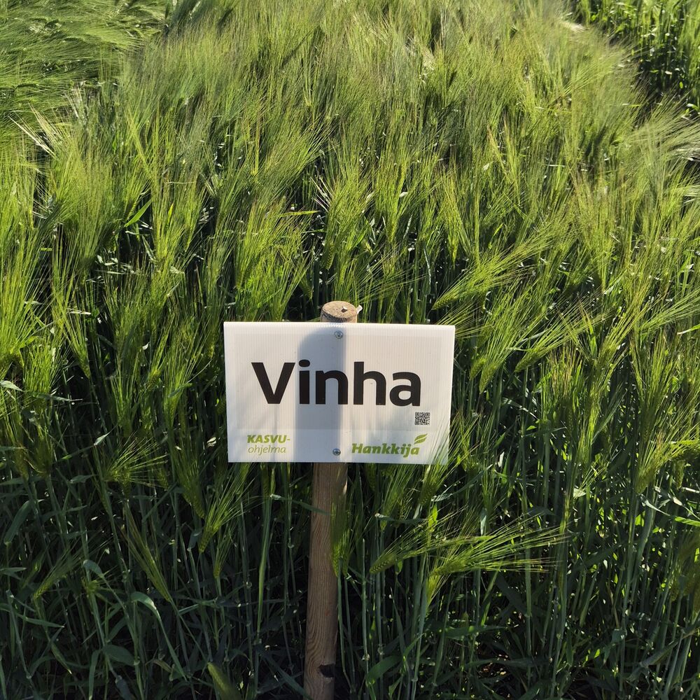 Vinha ohra kasvusto