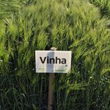 Vinha Siemenohra kemiallisesti peitattu 800 kg