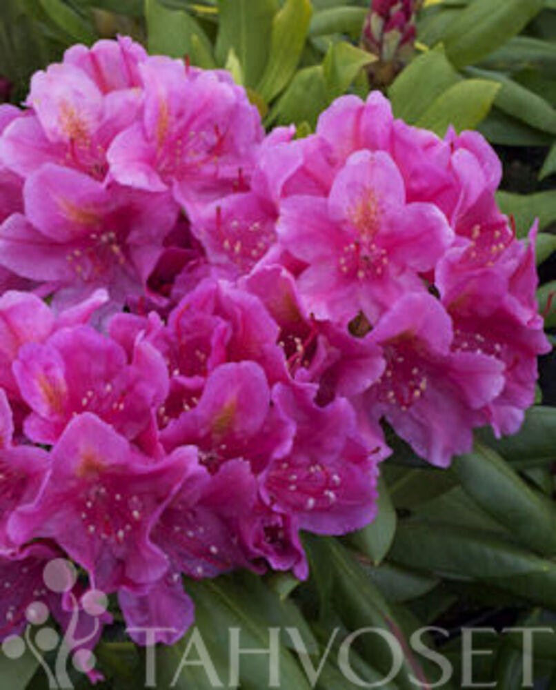 Alppiruusu 'Eino'