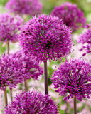 Laukka 'Purple Sensation', 25 sipulia/pussi