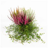 Calluna Heide mix 15 cm