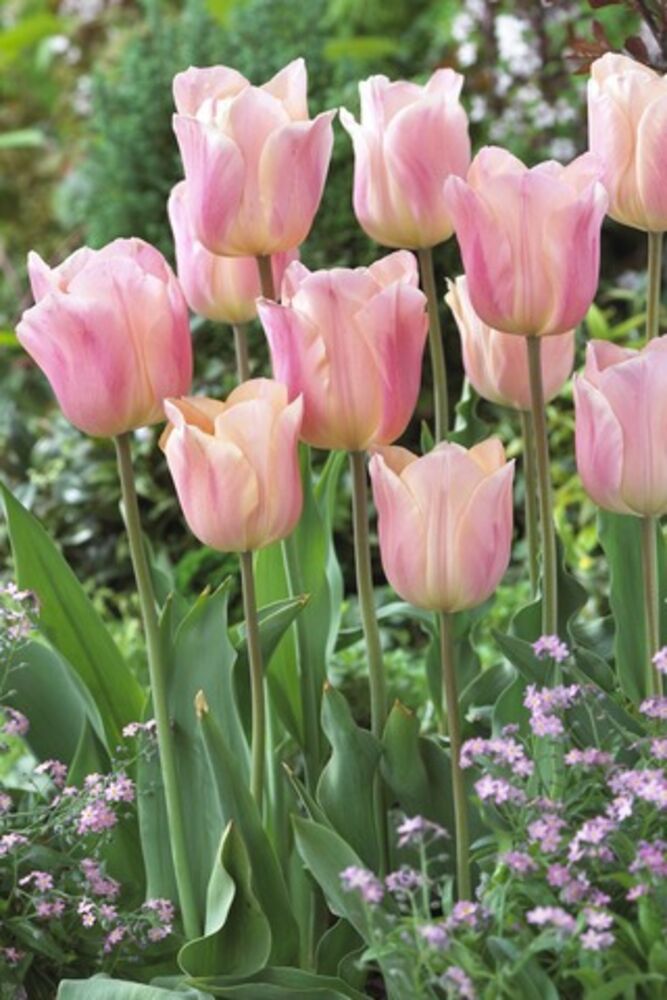 Tulppaani Apricona, 50 sipulia/pussi