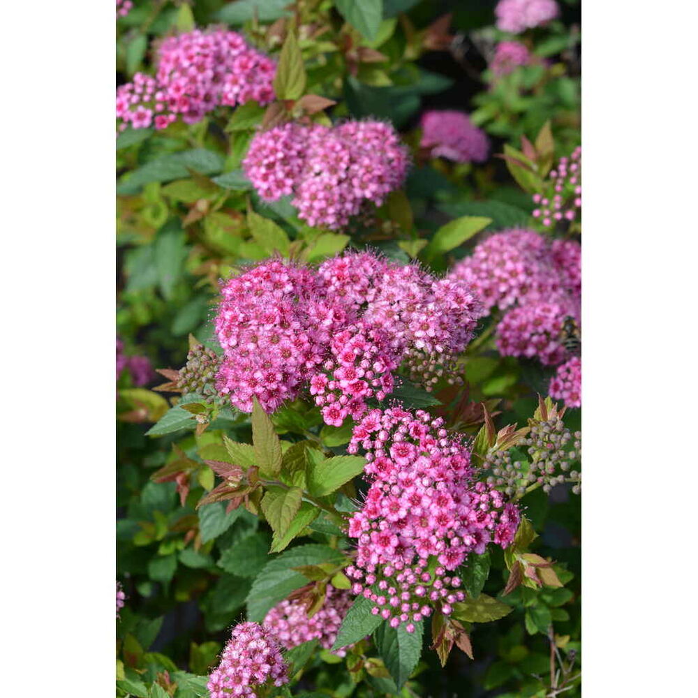 Tummakeijuangervo 'Lilly'