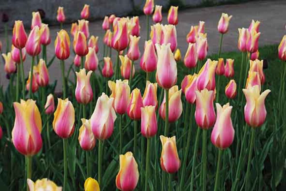 Tulppaani Blushing Beauty, 50 sipulia/pussi