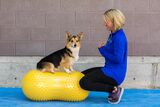 FitPaws Peanut Trax tasapainoalusta koiralle, keltainen 40 cm