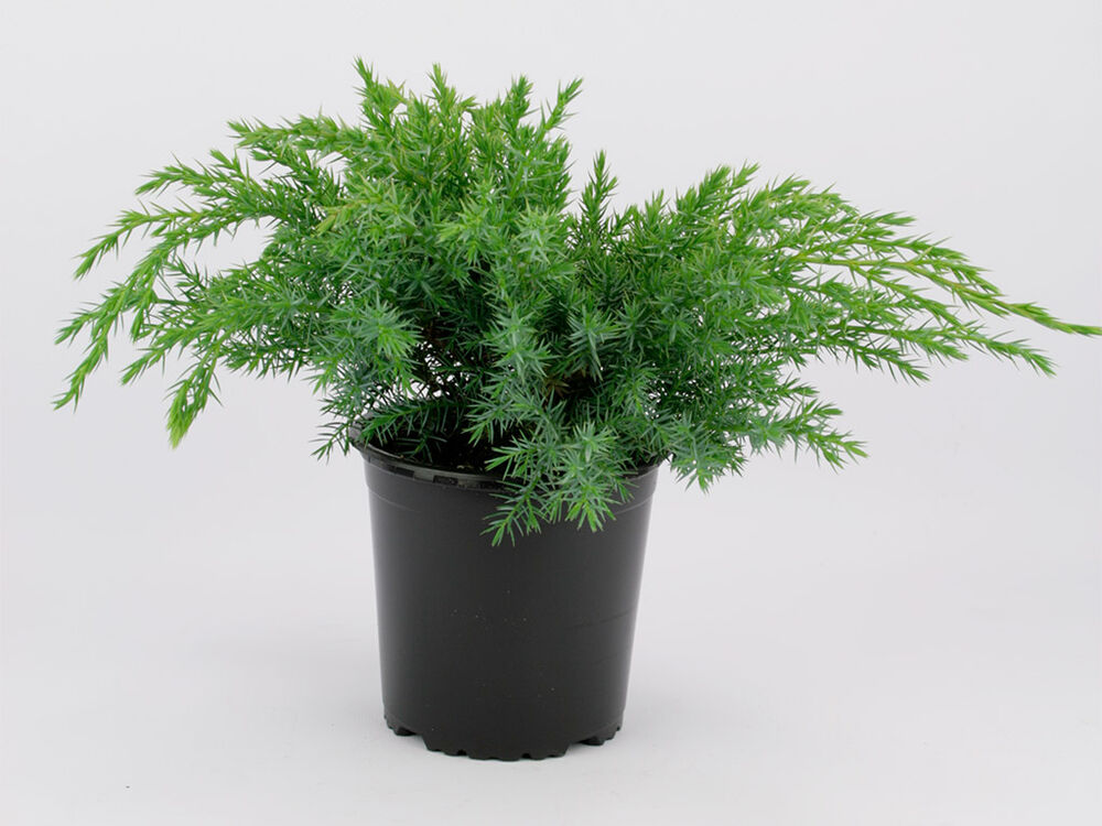 Sinikataja 'Blue Swede'