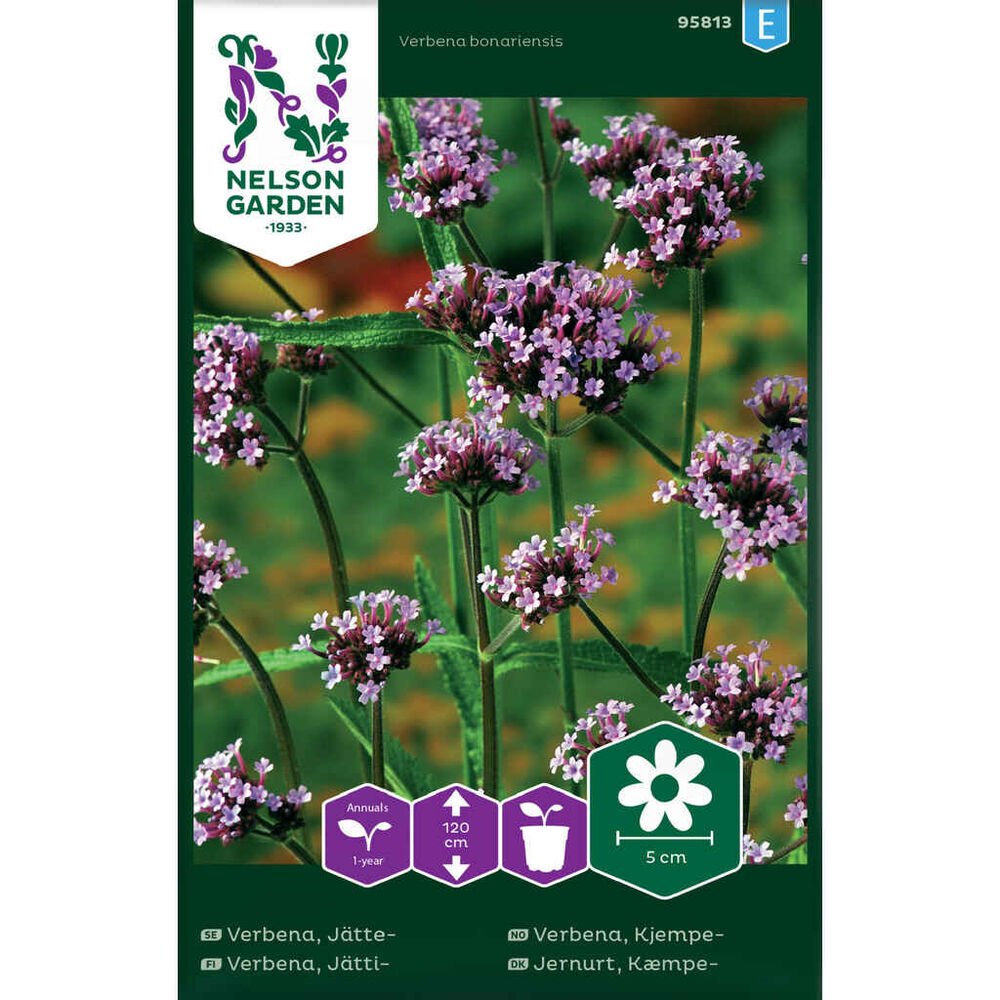 NEL958131 Jättiverbena
