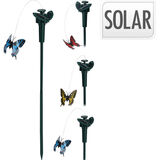 Solar-perhonen, puutarhakoriste