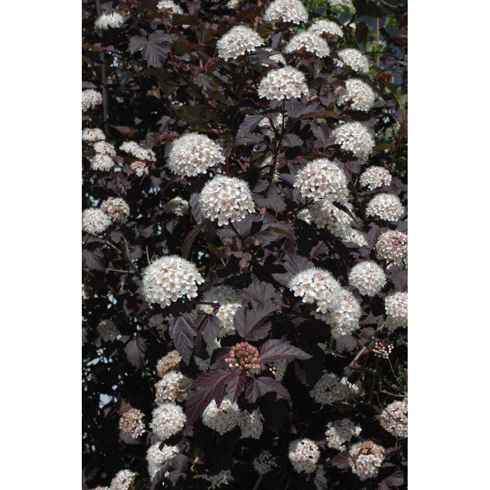 Purppuraheisiangervo 'Diabolo'