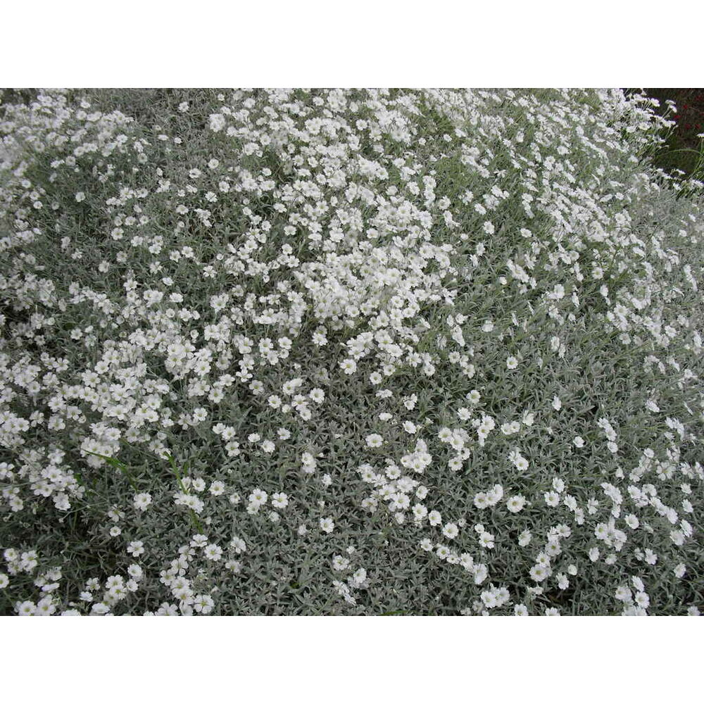 Hopeahärkki