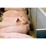 Eastman Stabilizer Pig Na irto