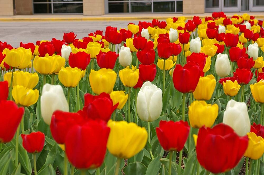Tulip Quintastic, 50 kpl/pussi