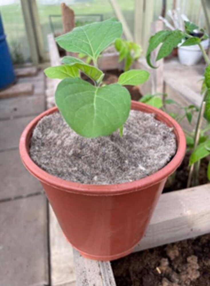 Mää-taimisuoja halkaisija 25 cm, 5 kpl nippu