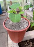 MÄÄ - Taimisuoja, halkaisija 25 cm, 5 kpl nippu