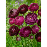 Jaloleinikki Purple Sensation 10 kpl/pussi