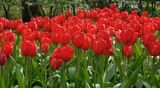 Tulppaani Red Impression, 50 sipulia/pussi