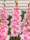 Gladiolus Samara 10 kpl/pussi