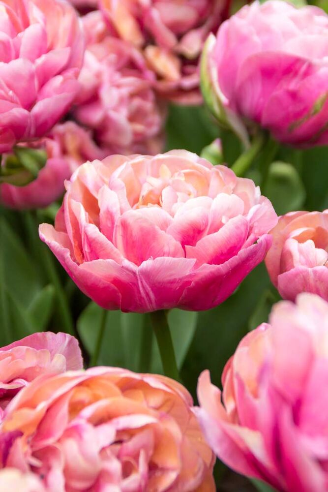 Tulppaani Amazing Grace