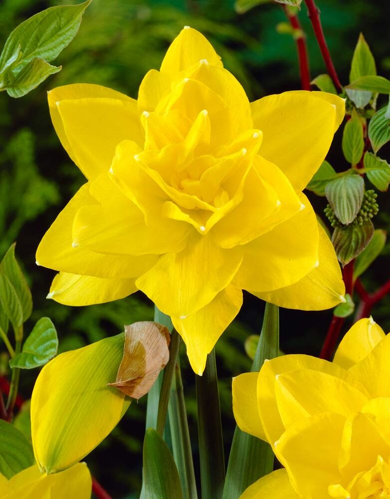Narsissi Golden Ducat