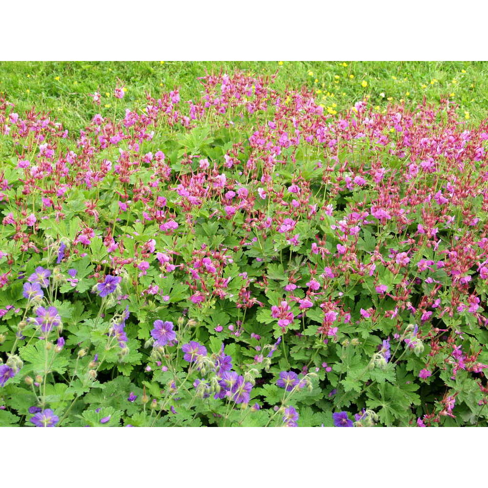 Tuoksukurjenpolvi 'Bevan's Variety'