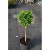 Timanttituija Smaragd rungollinen 80 cm